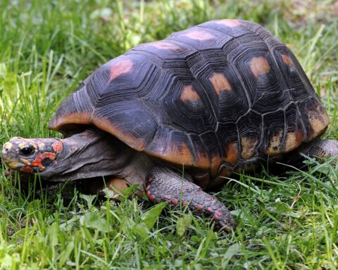 Red Footed Tortoise